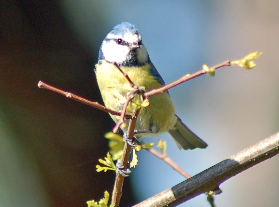 Le lycée : un refuge pour les oiseaux